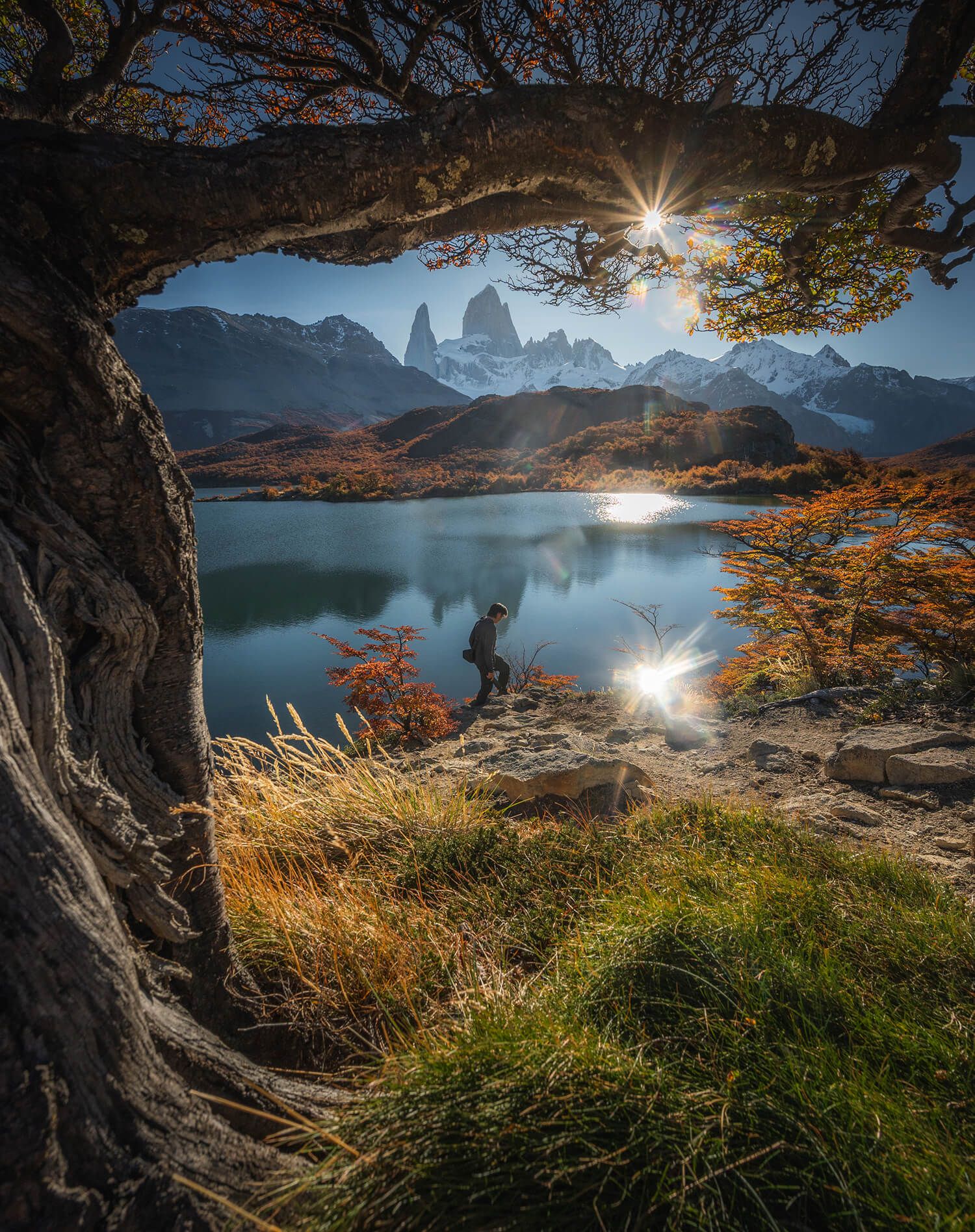 Sun star bursts through a gnarled tree framing Mount Fitz Roy reflected in a lake in autumn Patagonia.