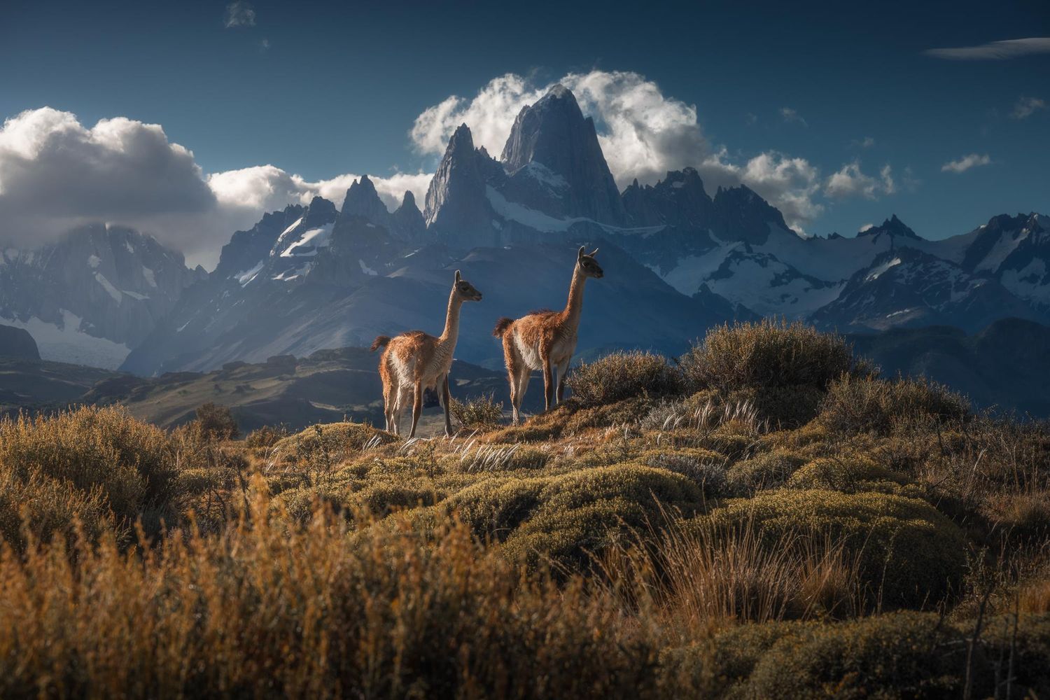 Two guanacos stand on a grassy hill with snow-capped Patagonian mountains and dramatic clouds in the background.