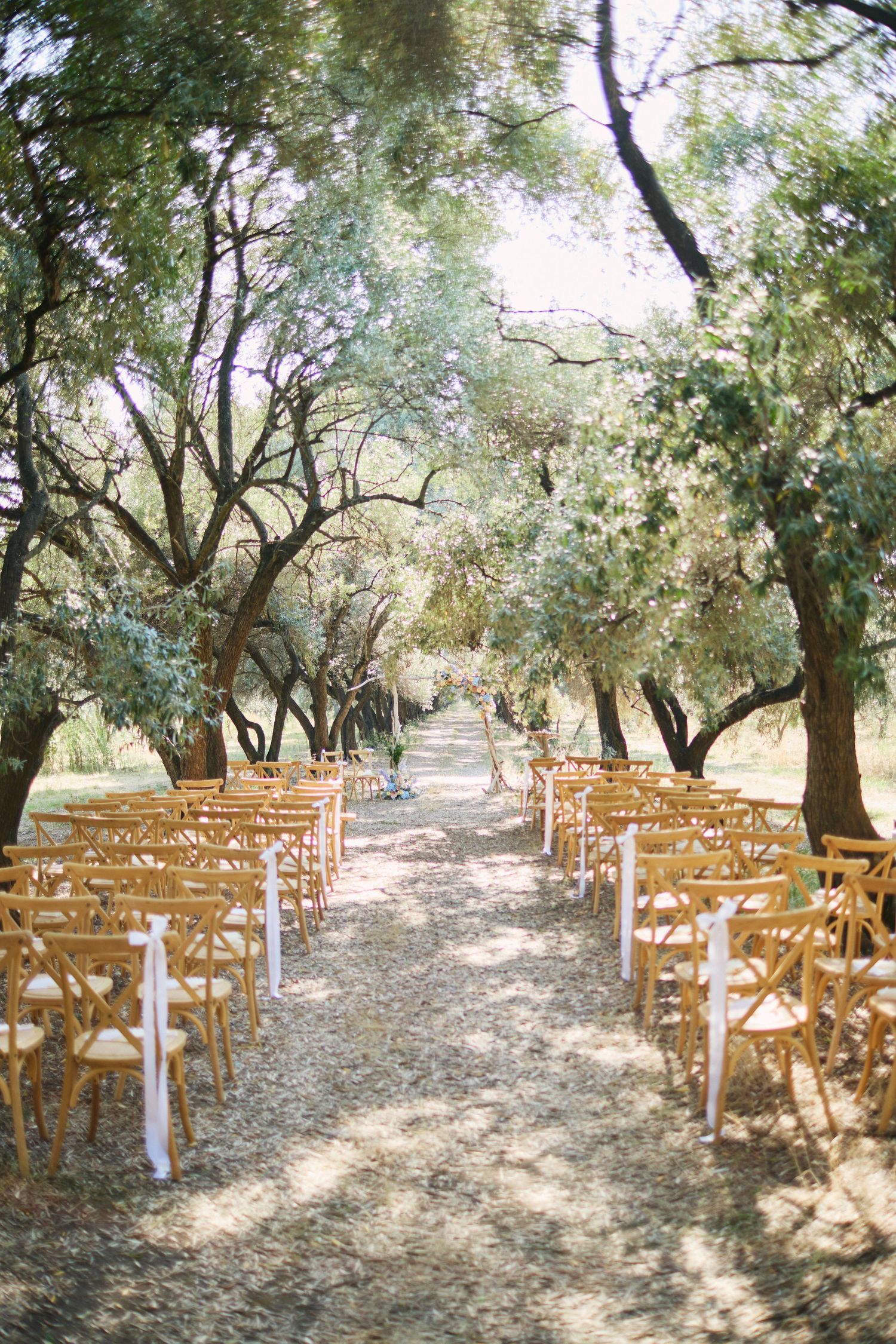 Elegant outdoor wedding aisle with wooden chairs and white ribbon accents under a lush olive tree canopy.
