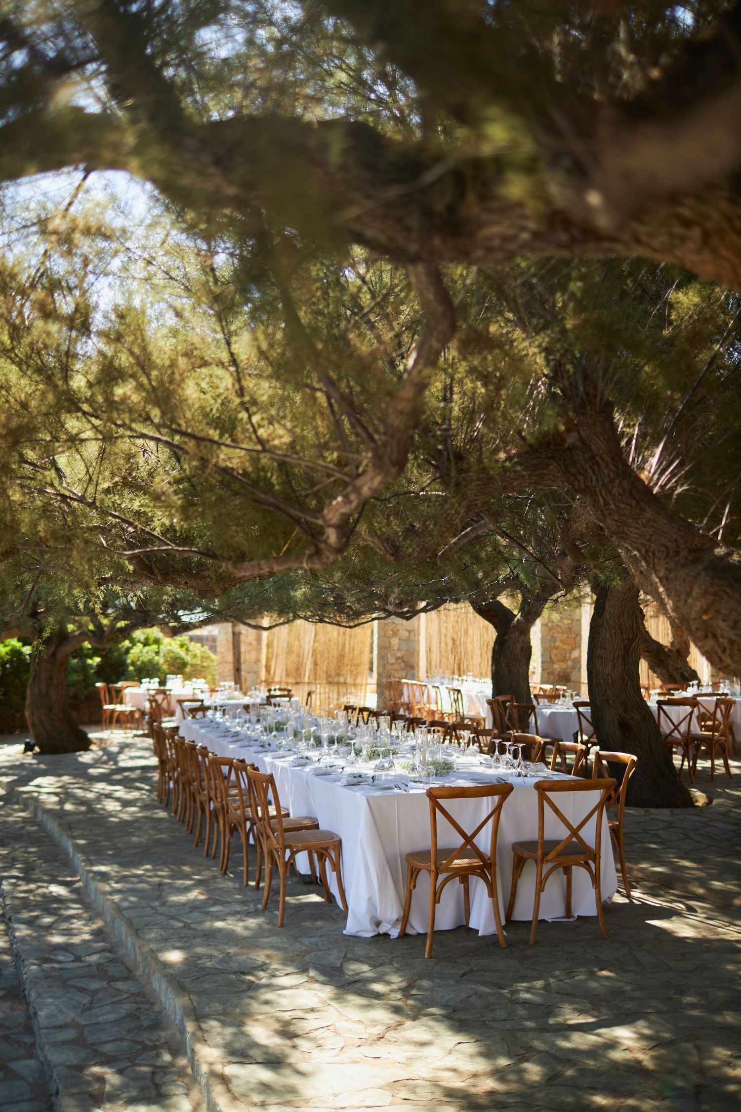 Elegant outdoor wedding reception tables set under large pine trees with white linens and glassware.