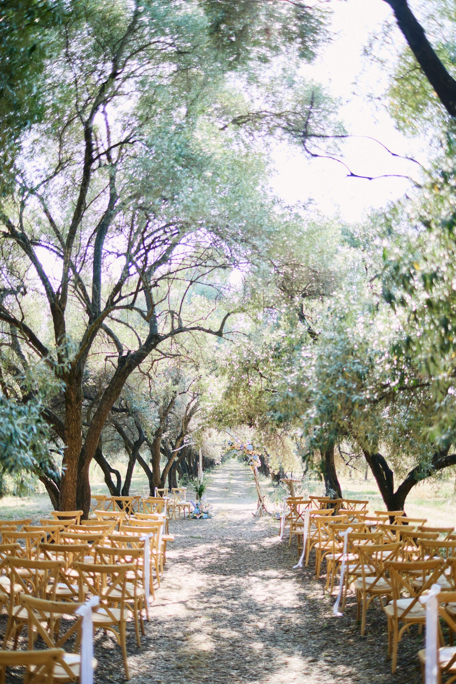 Sunlit outdoor wedding ceremony venue with rows of wooden chairs along a gravel aisle through olive trees.