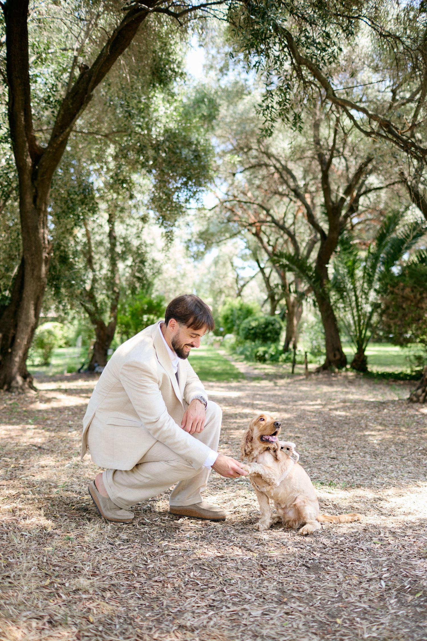 Groom in beige suit crouching to pet a golden cocker spaniel in a sunlit olive tree grove.