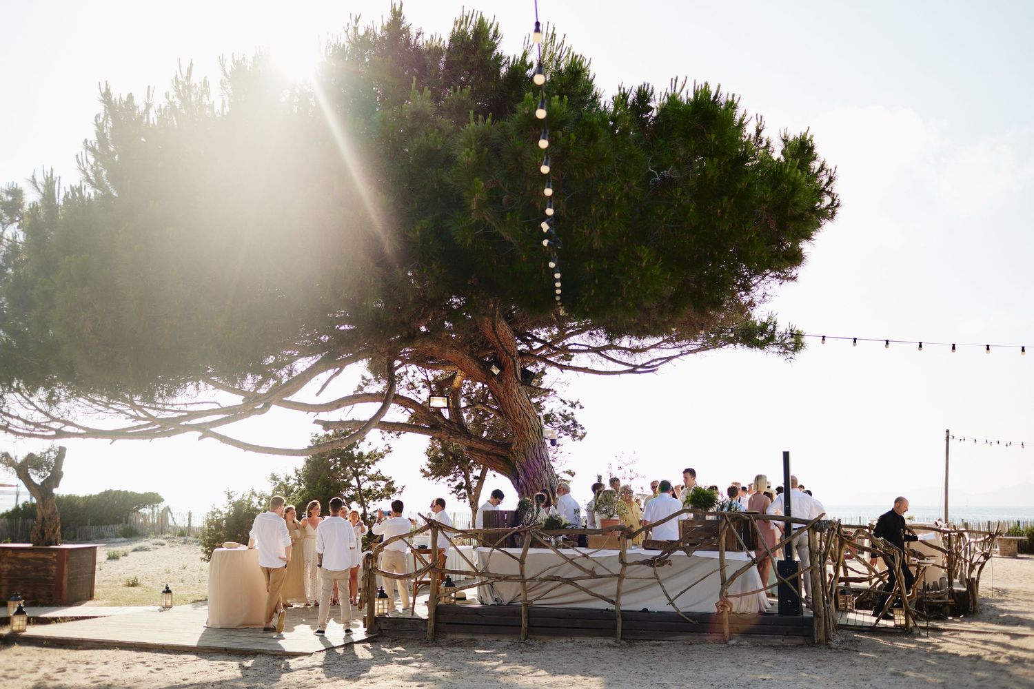 Guests gathering under a large pine tree with string lights at a sunny outdoor beach wedding reception.