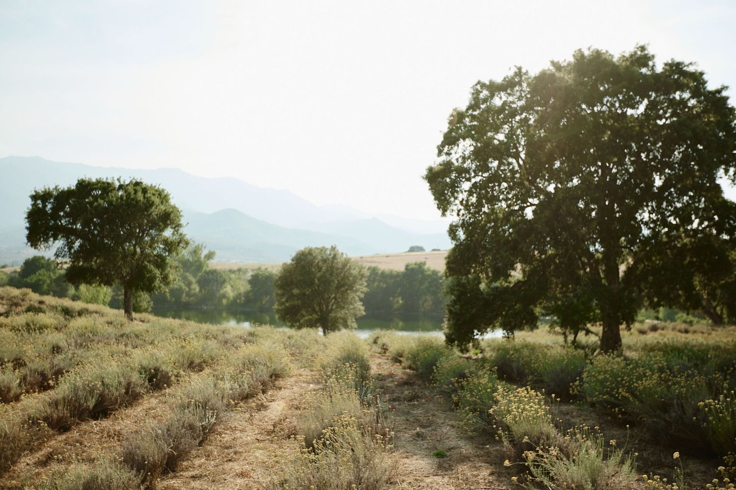 Domaine Terra d'Oru