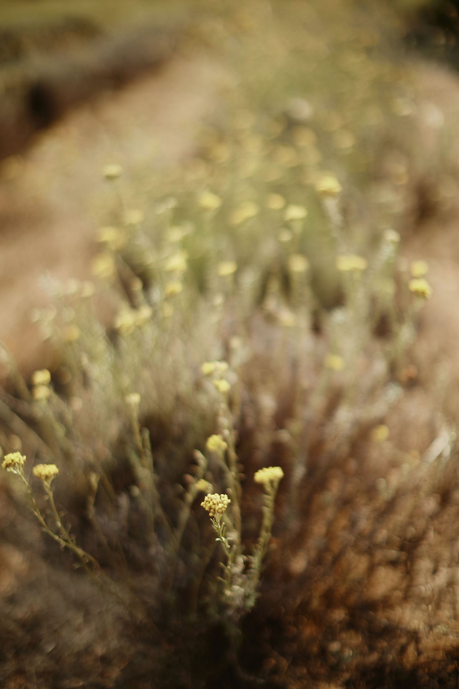 Close-up of delicate yellow wildflowers growing in soft focus natural landscape.