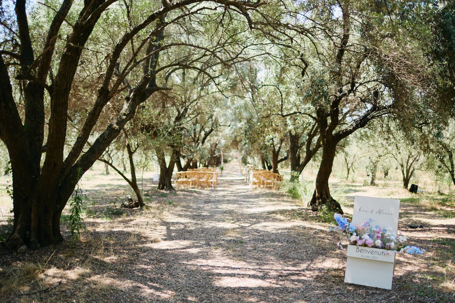 Cérémonie laïque sous l'oliveraie du domaine de Vignale, mariage en Corse