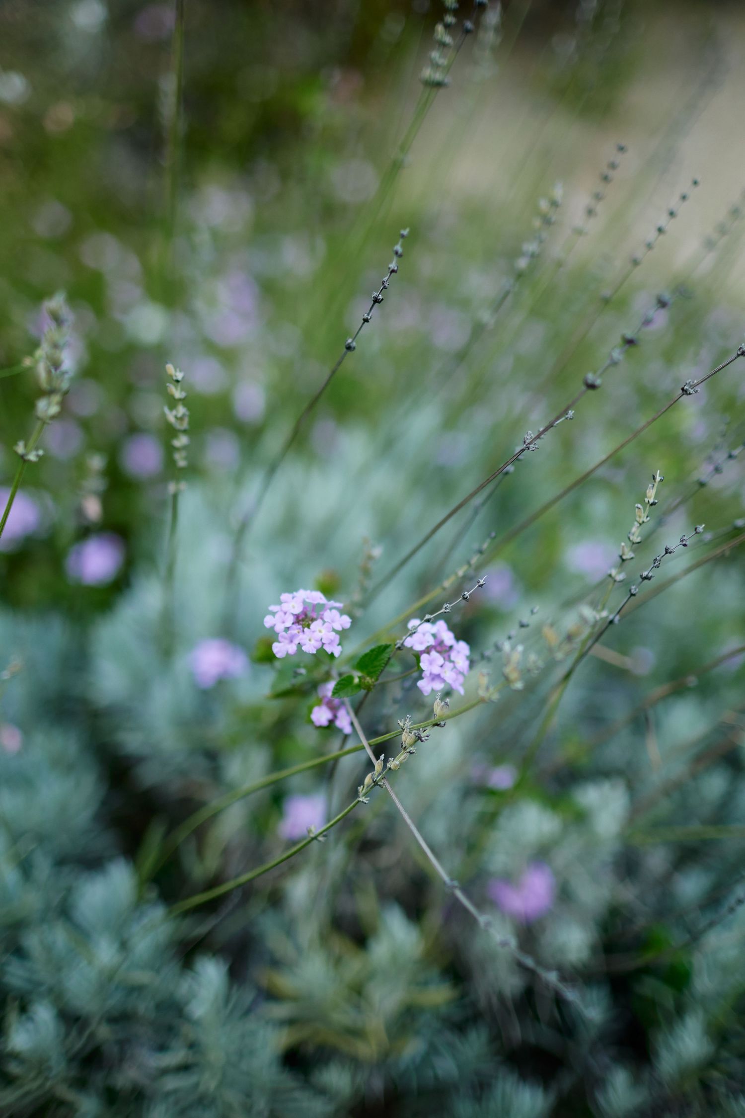 Fleurs sauvages dans les jardins du Domaine de Murtoli en Corse.