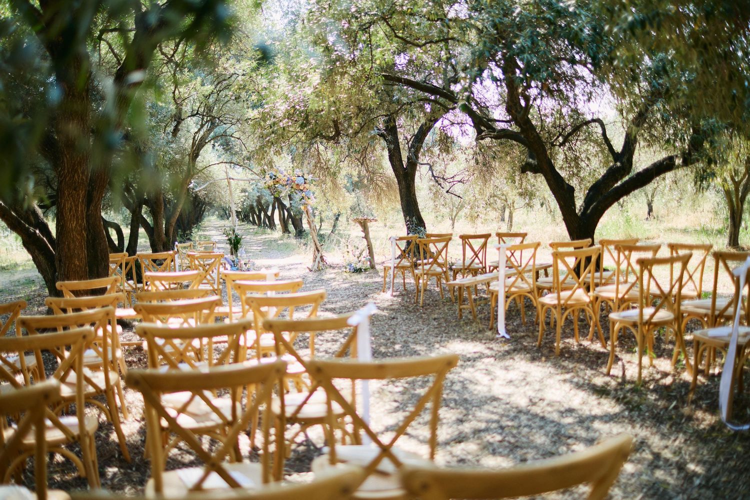 Rustic wooden cross-back chairs arranged for an outdoor wedding ceremony beneath shady olive trees.