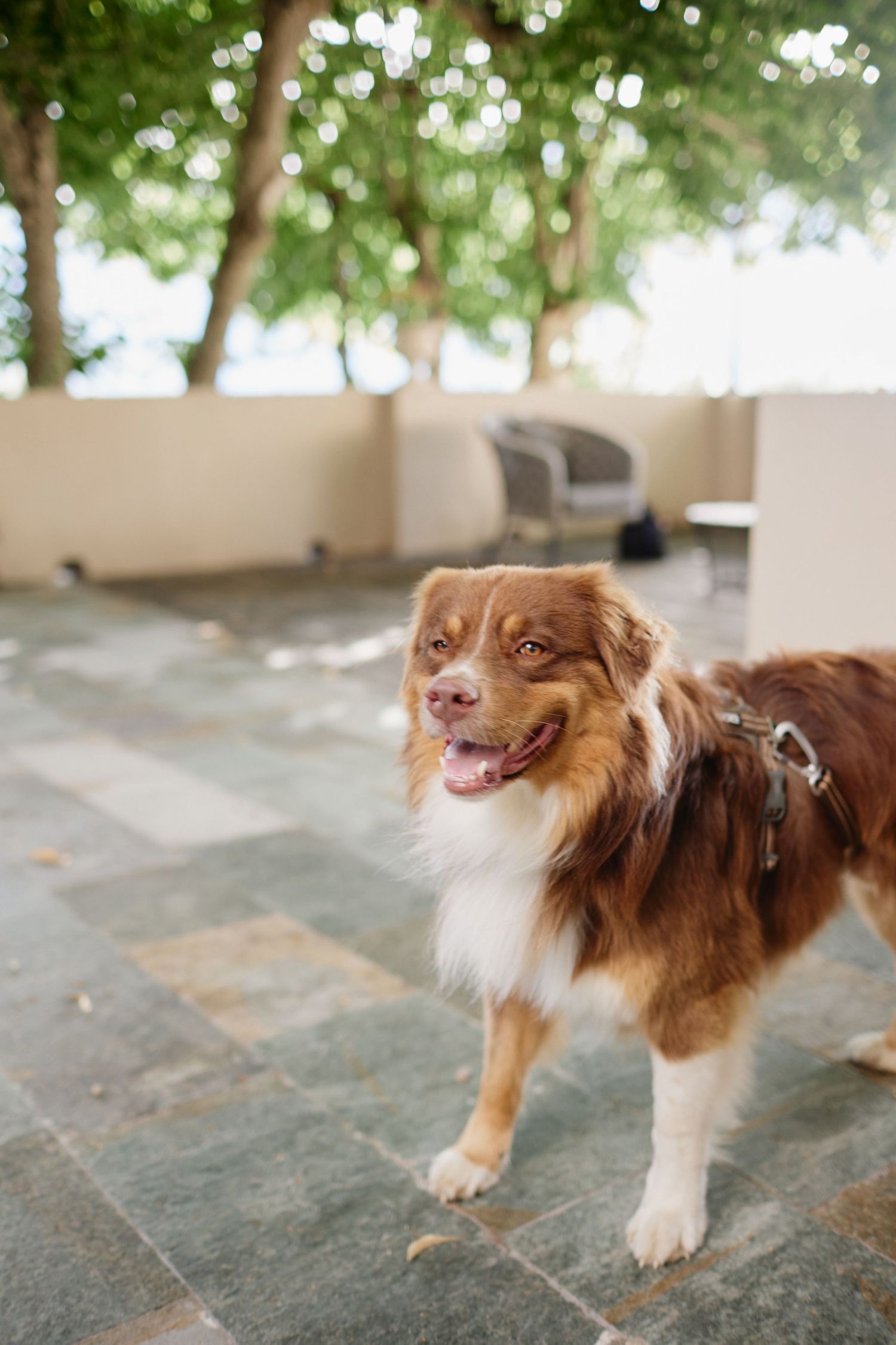 Happy brown and white Australian Shepherd dog standing on stone patio at outdoor event.