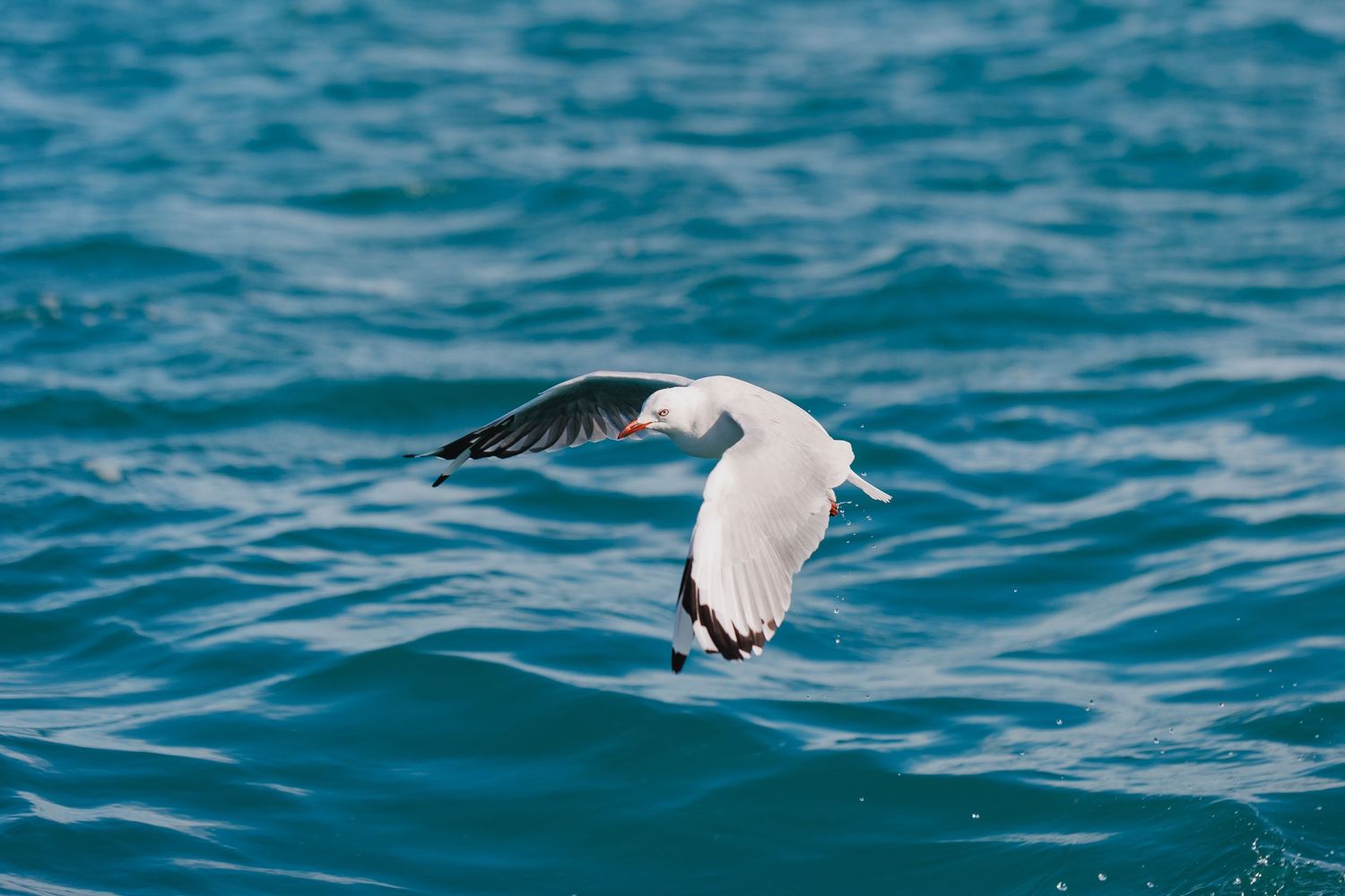 White seabird gliding gracefully over bright turquoise ocean waters.