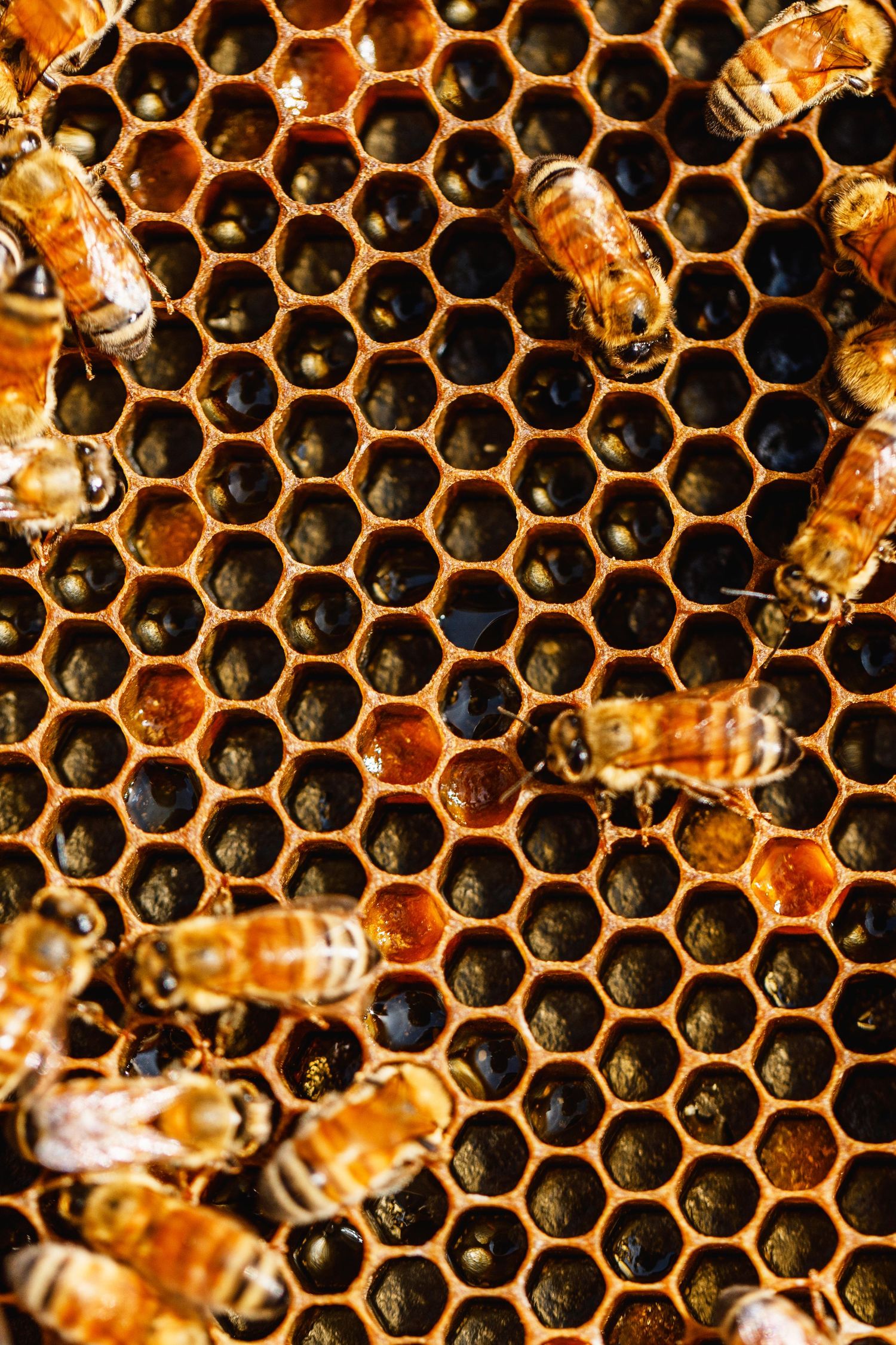 Close-up of honeycomb cells with bees actively working on the golden wax structure.