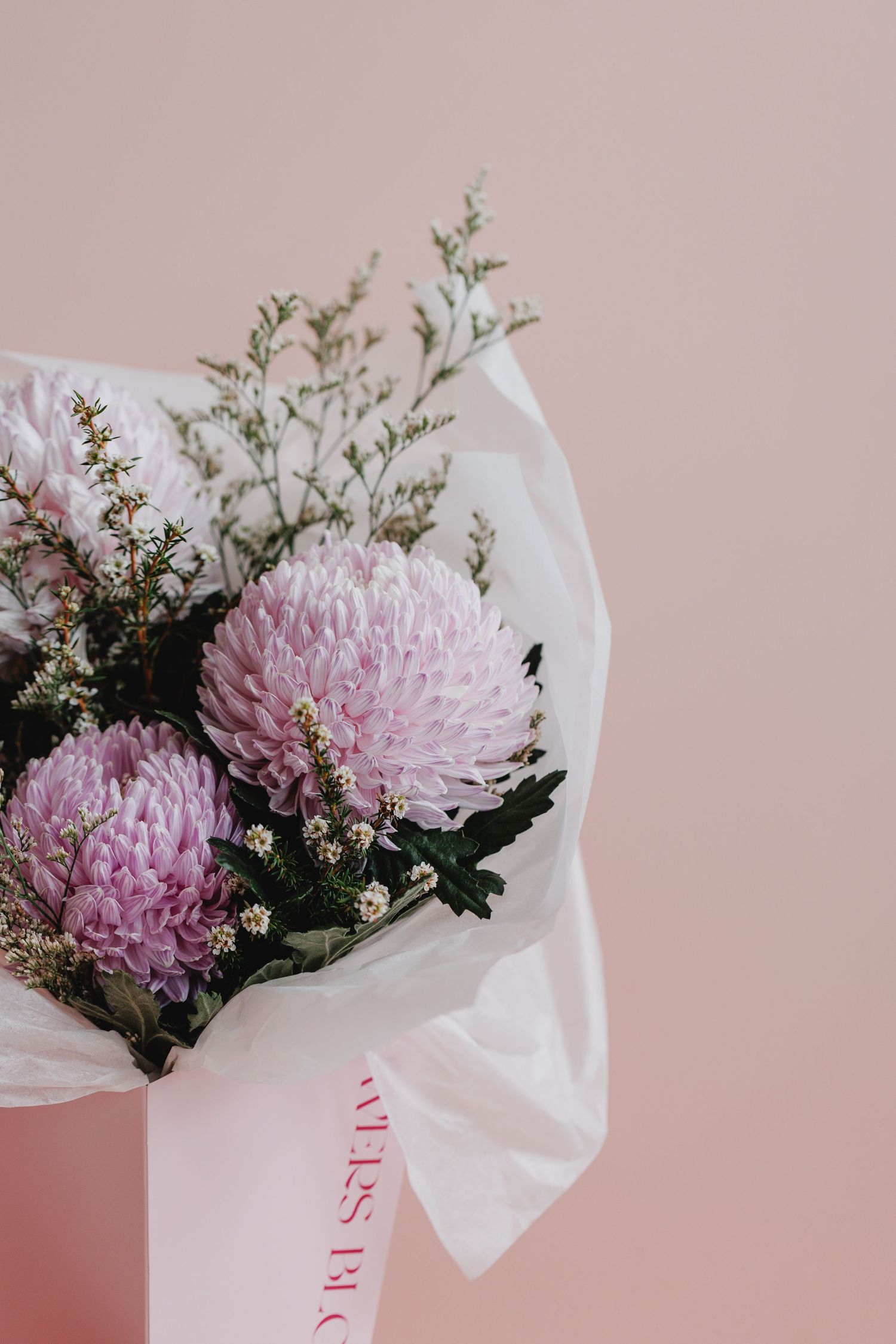 Pink chrysanthemum flowers wrapped in delicate white tissue paper against a soft pink background.