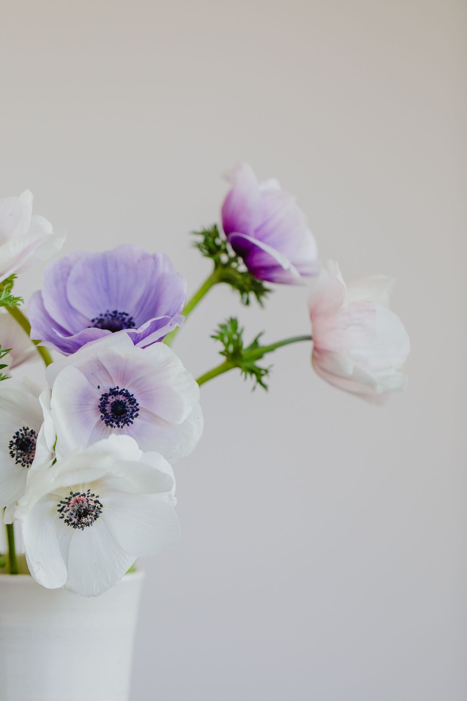 Delicate purple and white anemone flowers in a simple white vase.