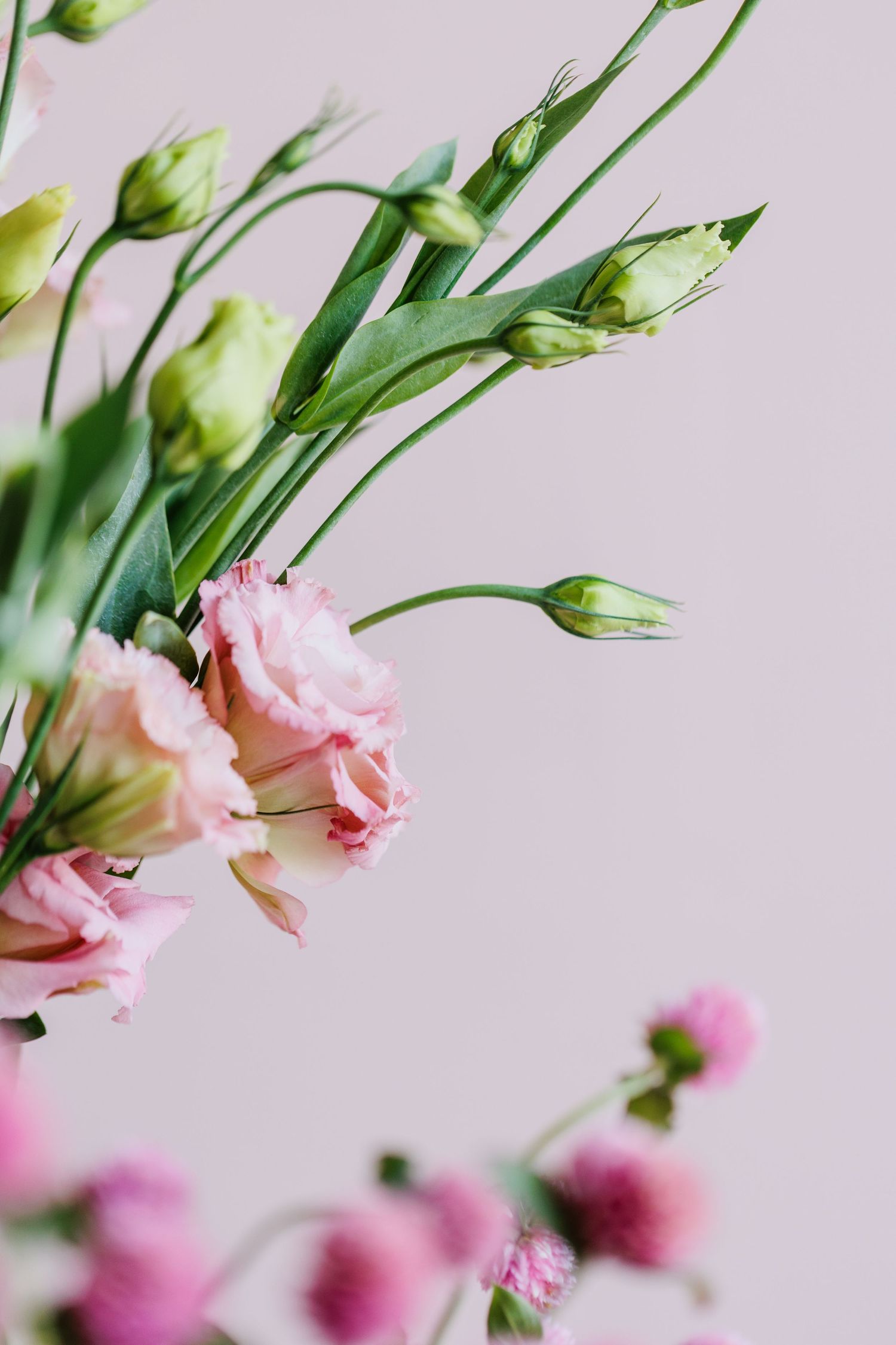 Pink carnations and flower buds arranged elegantly against pale pink background.