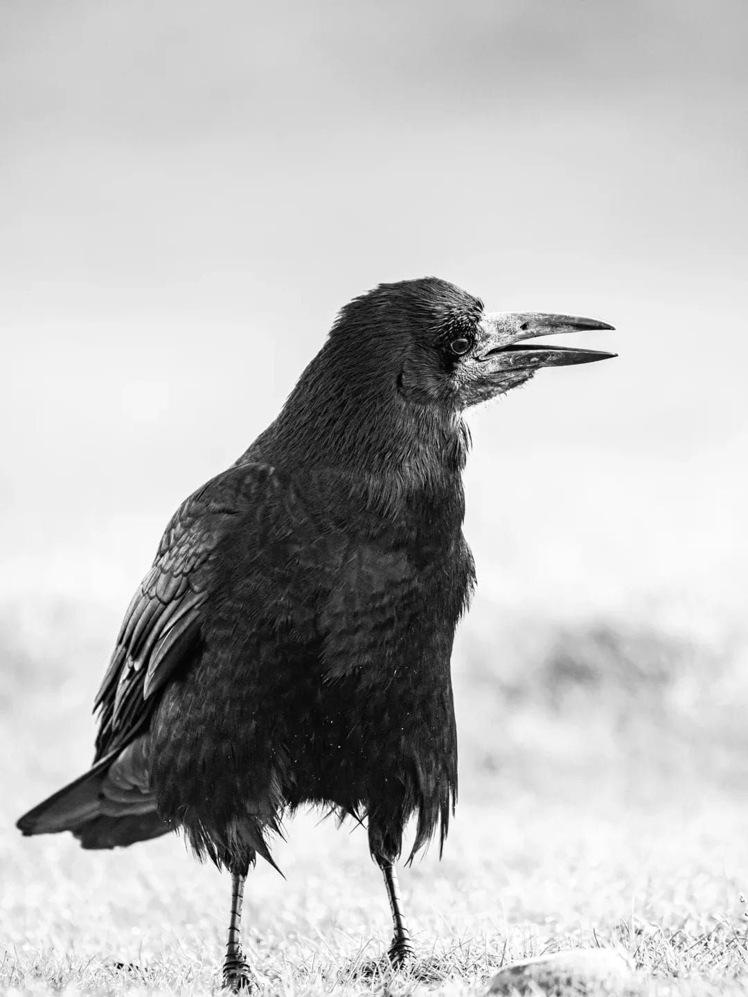 Black and white portraits of ravens standing on snowy ground.