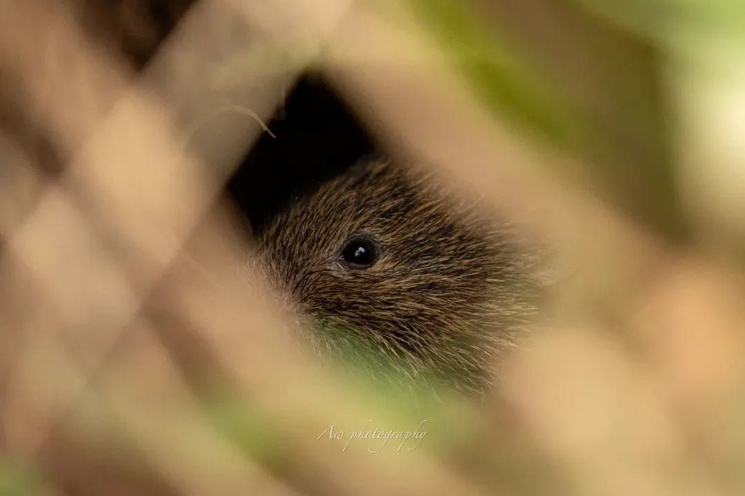 Extreme close-up details of an animal's eye and fur.