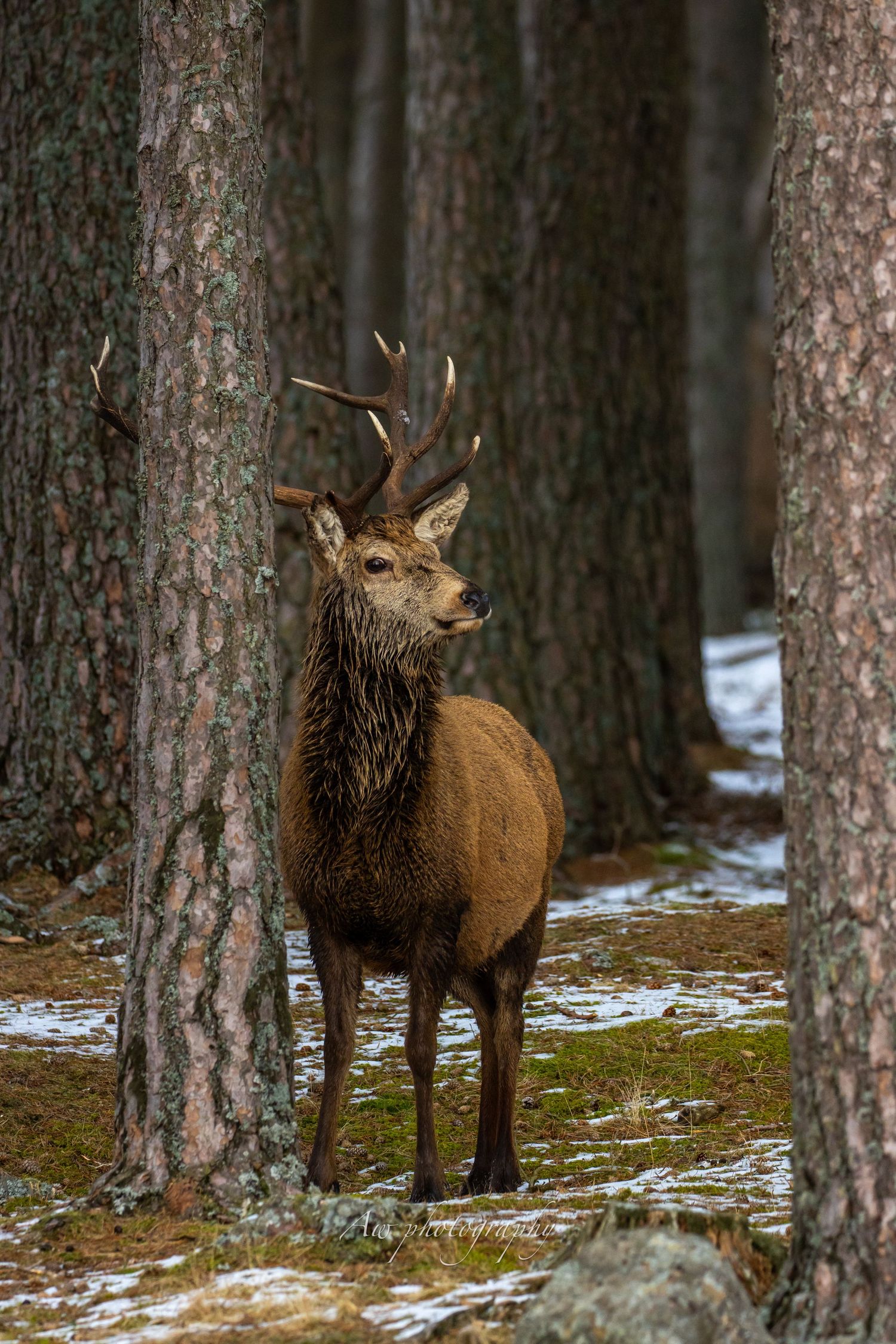 A majestic red deer stands alert among tall pine trees in a snowy winter forest.