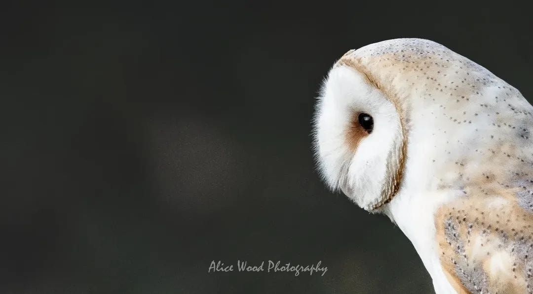 Close-up macro shots of barn owls showing their distinctive facial features and eyes.