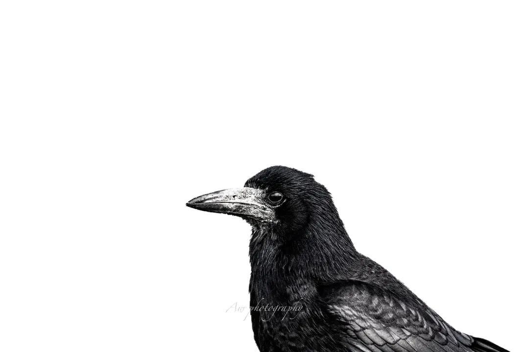 Rook portrait