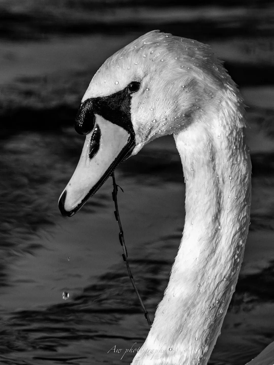 Black and white photographs of a swan's graceful neck and head with water droplets.