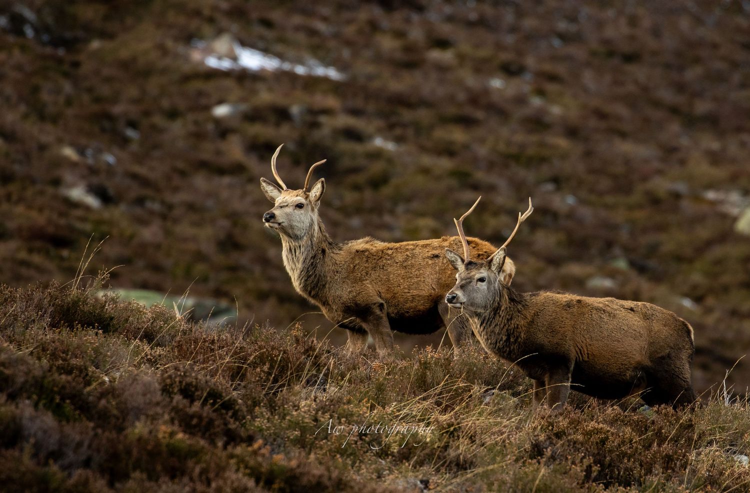 Wild red deer resting on a hillside covered in brown heather vegetation.