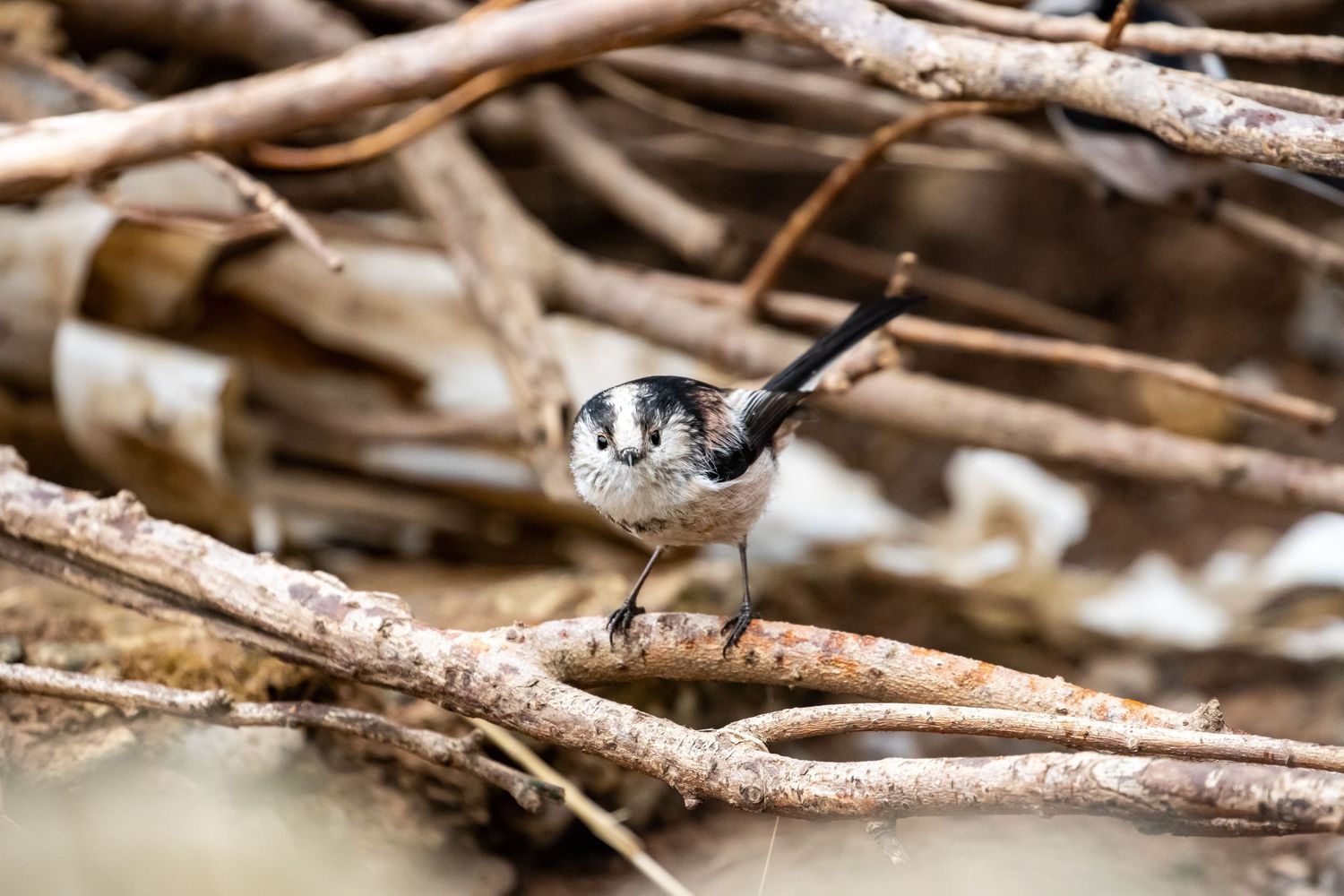 Small animal peeking through dried twigs and branches.