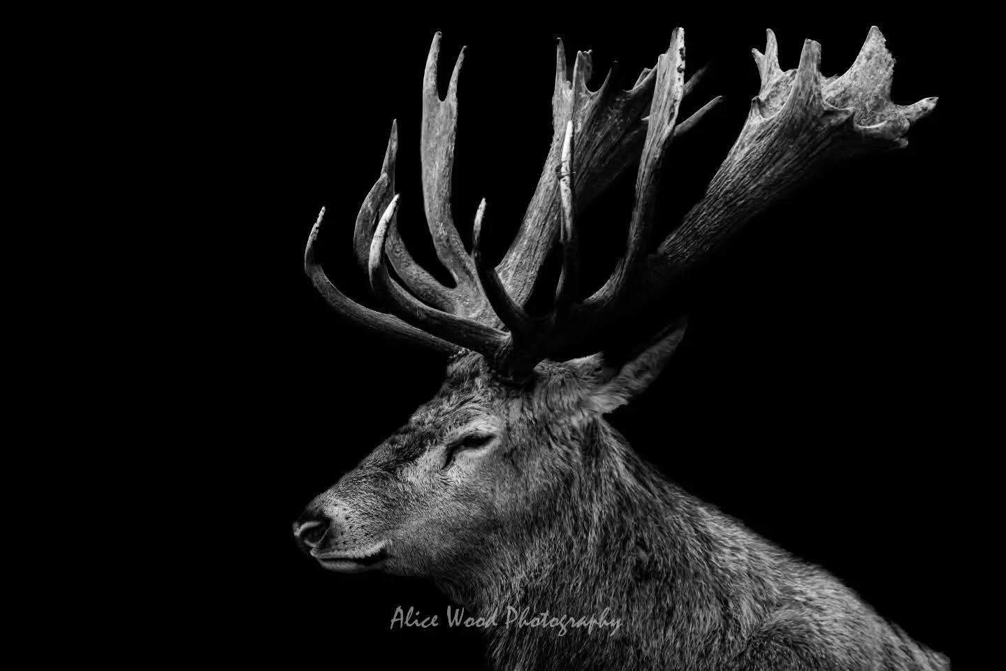 Profile of deer with large antlers against dark background in dramatic lighting.