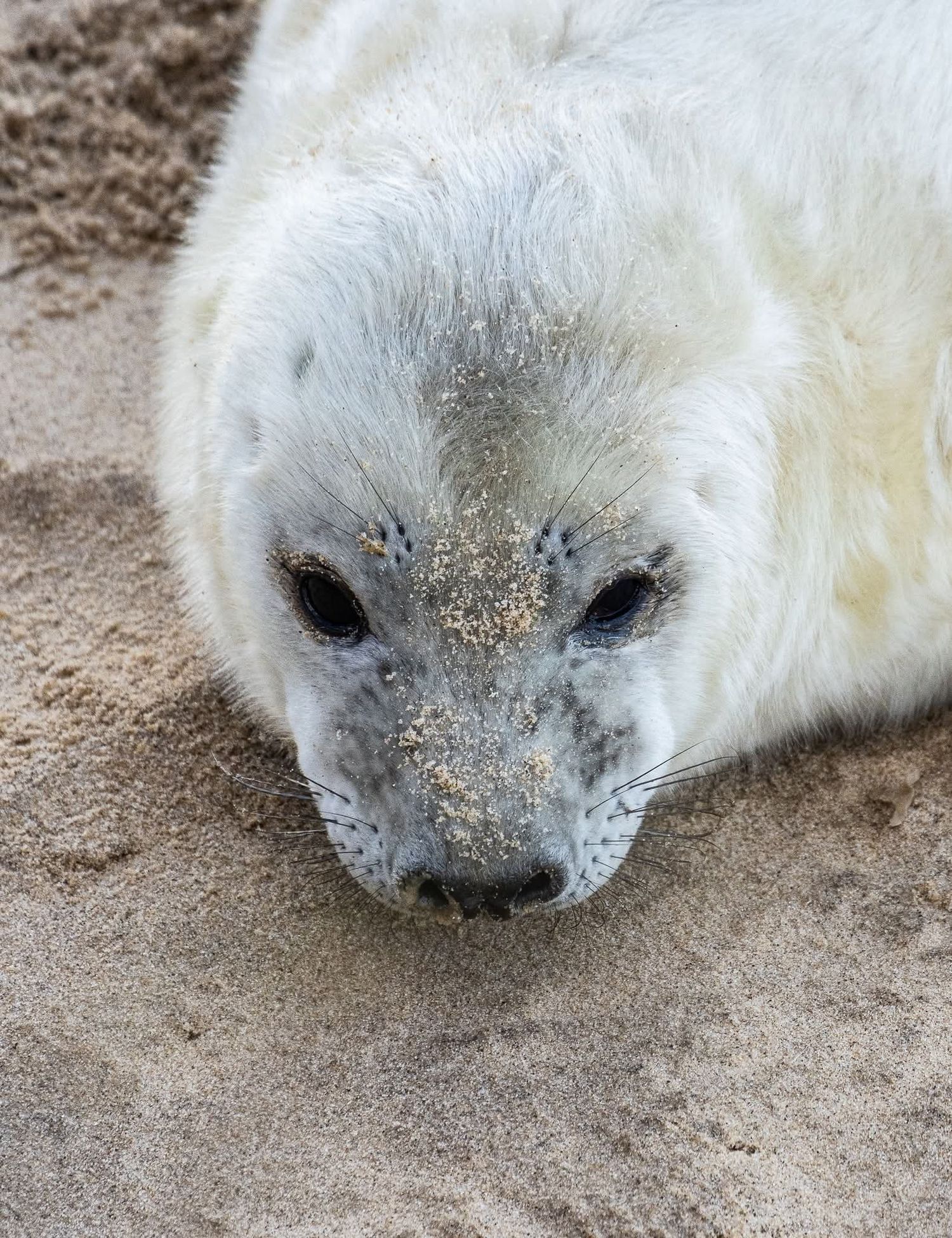 Close-up of seal pup's face with sand on its nose.