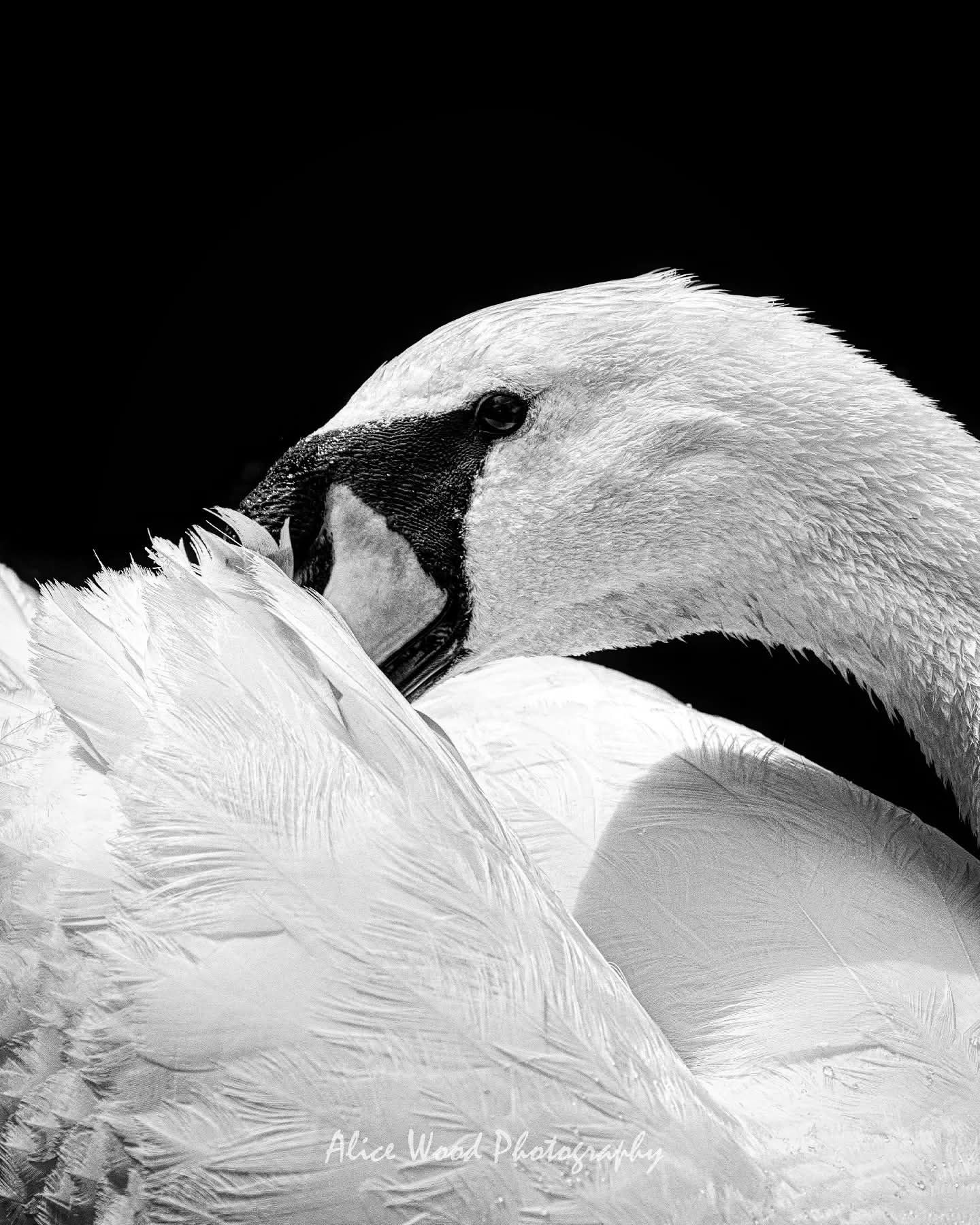 Close-up detail of white swan feathers against dark background.