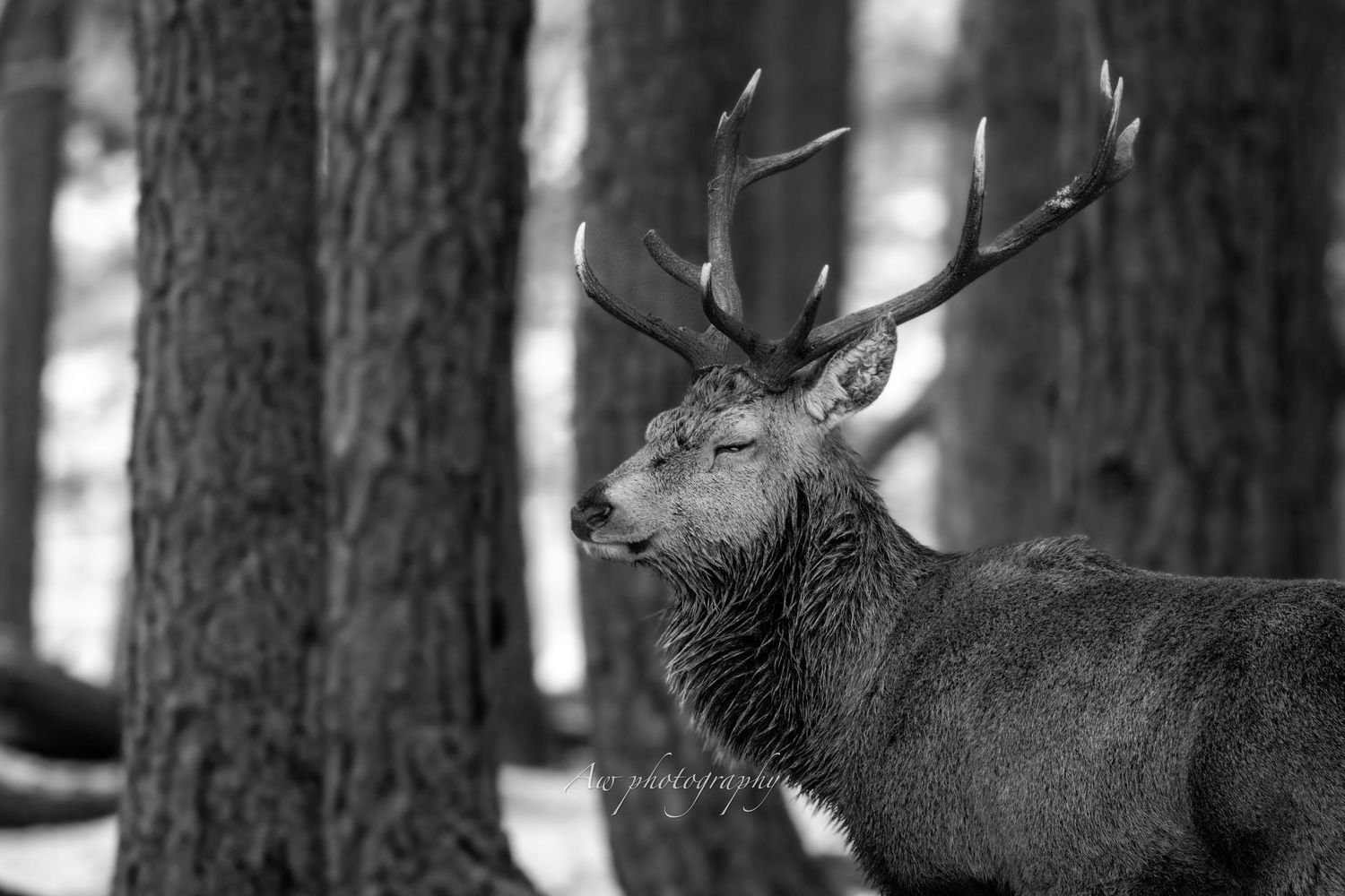 Profile view of a red deer stag with antlers among forest trees in soft lighting.