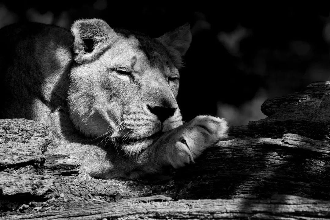 Black and white photographs of resting lions in shadow.