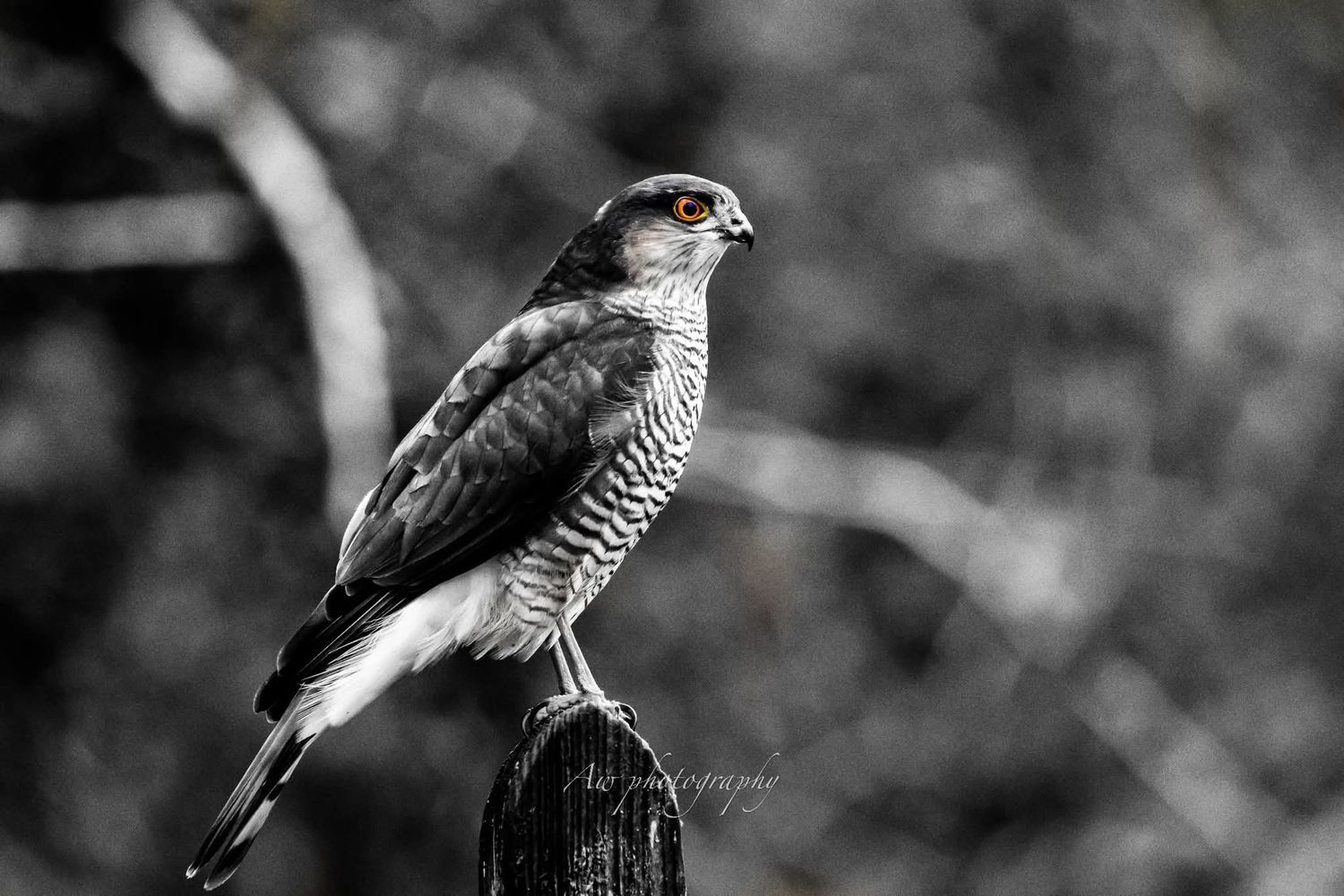 Birds of prey shown in black and white photography against blurred background.