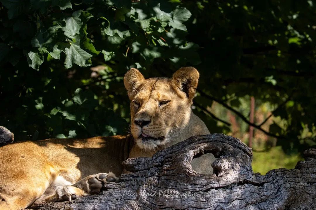 Lions lounging on fallen tree logs in a shaded forest setting.