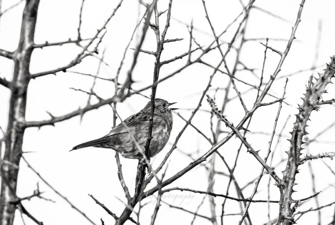 Bird silhouettes among bare winter tree branches against white sky.