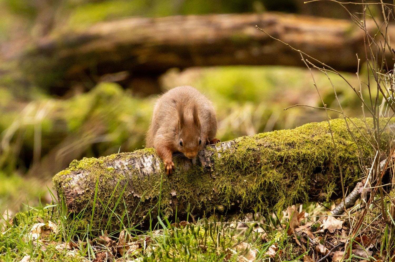 A small brown weasel explores a moss-covered log in a lush forest setting.