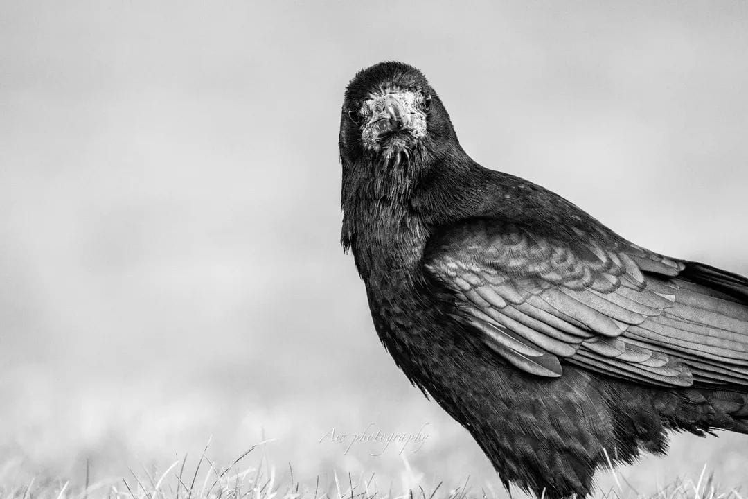 A black and white close-up portrait of a rook with detailed feathers against a blurred background.