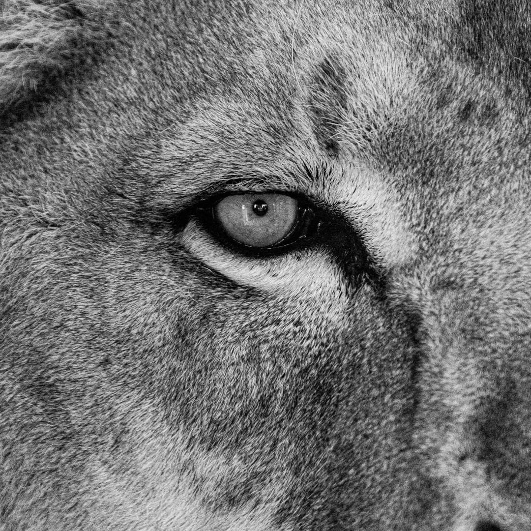Extreme close-up views of a lion's eyes and facial features in black and white.