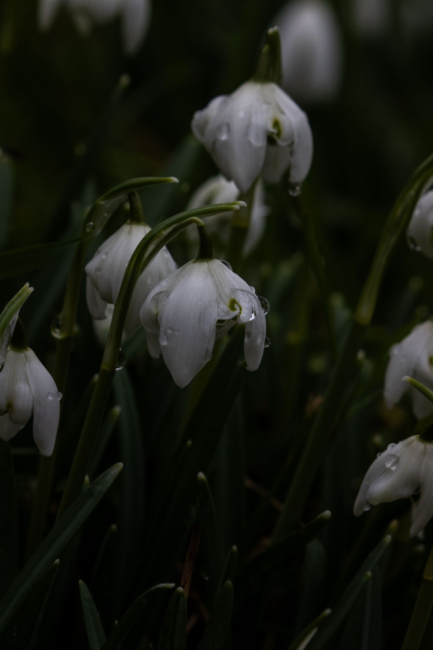 Close-up of delicate white snowdrop flowers with water droplets on dark green stems in low light.