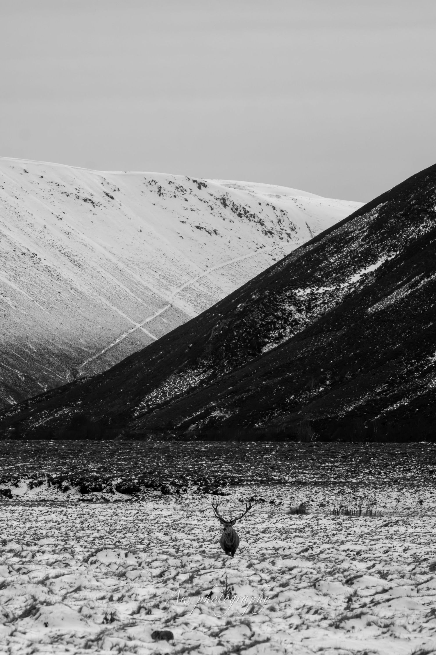 Lone deer silhouetted against snow-covered mountains in a stark winter landscape.