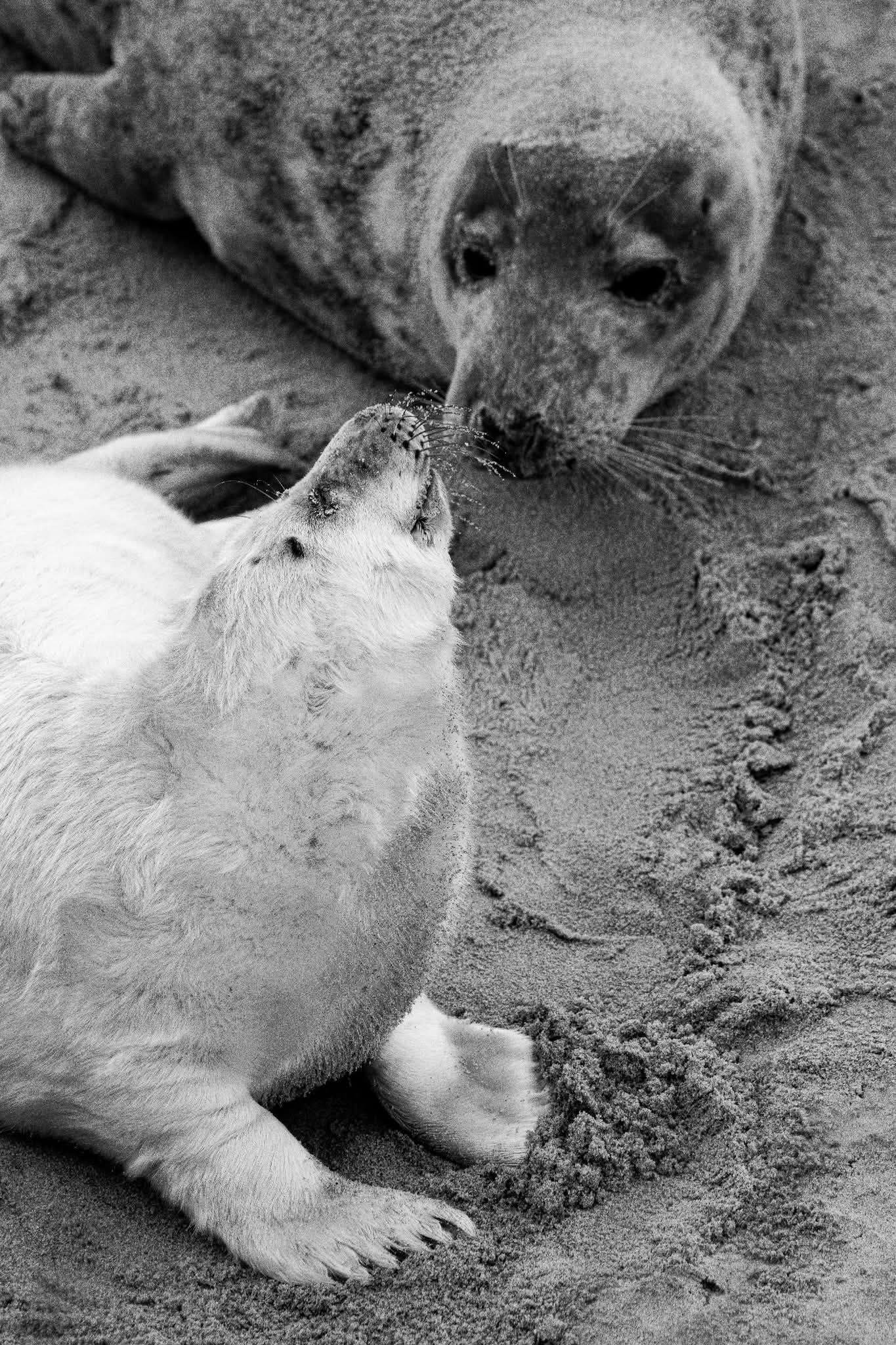Two seals interacting on sandy beach in black and white photography.