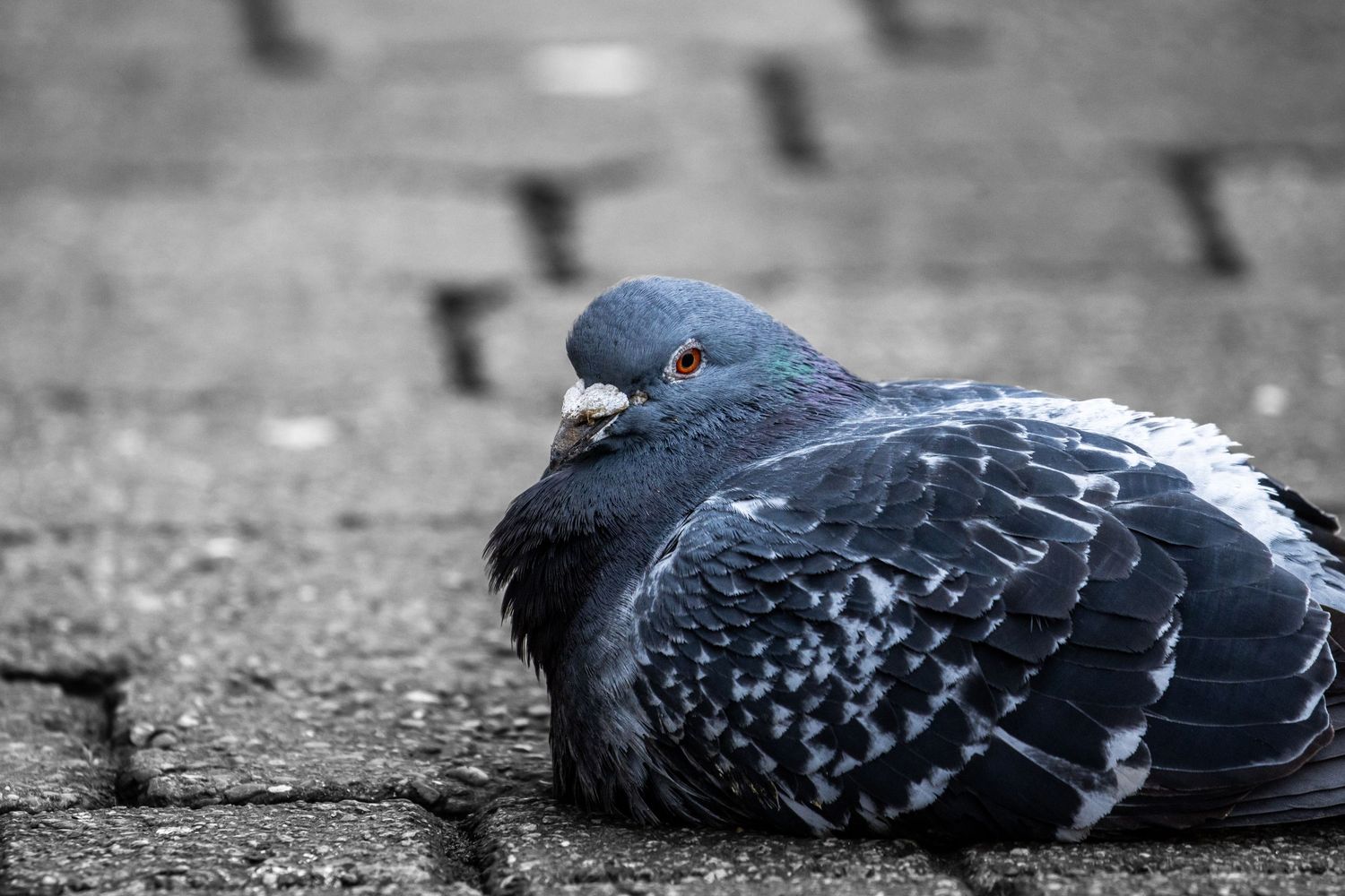 Row of pigeons resting on urban pavement in black and white.