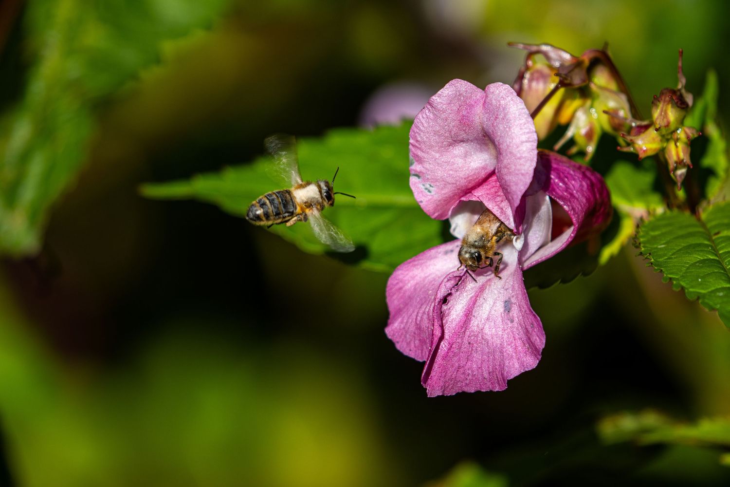 A honeybee hovers near a pink Himalayan balsam flower while another bee feeds inside it.