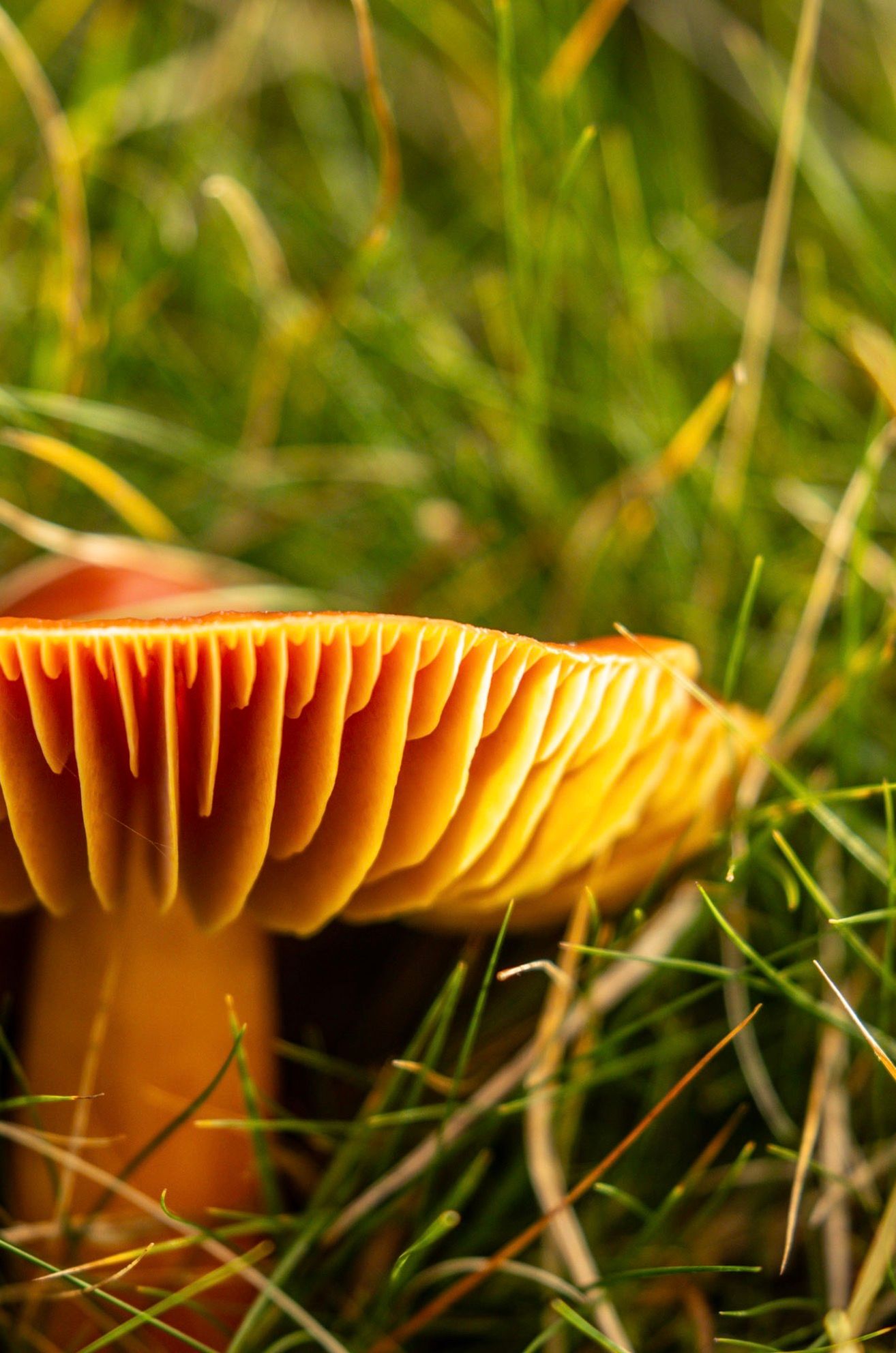 Close-up of orange mushroom gills in green grass.
