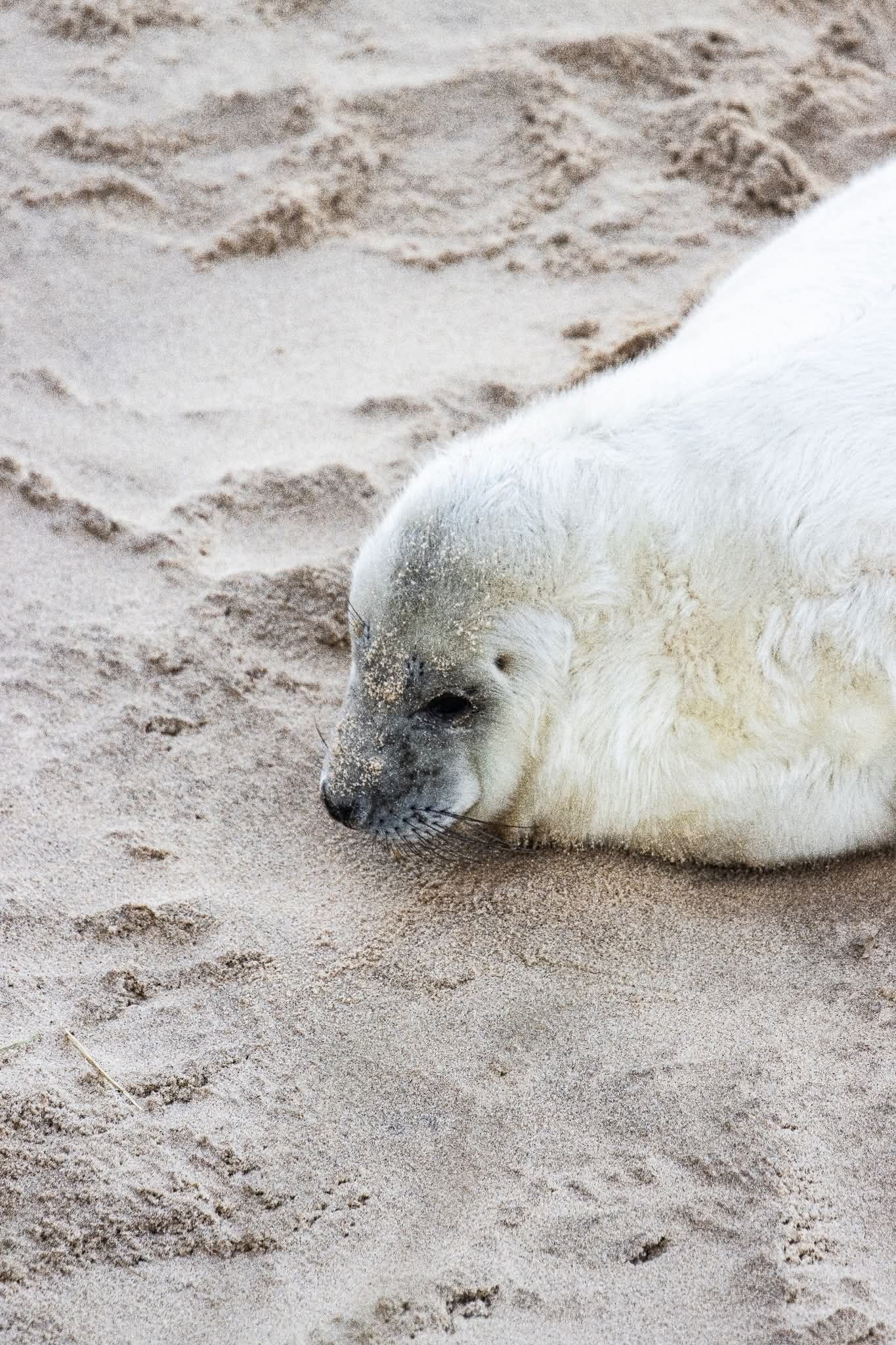 Baby seal pup resting on sandy beach with close-up view of its face.