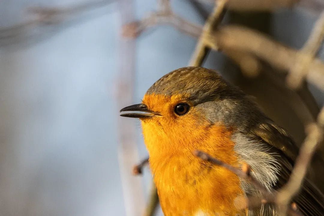 Close-up of European robin with bright orange breast perched on branch.
