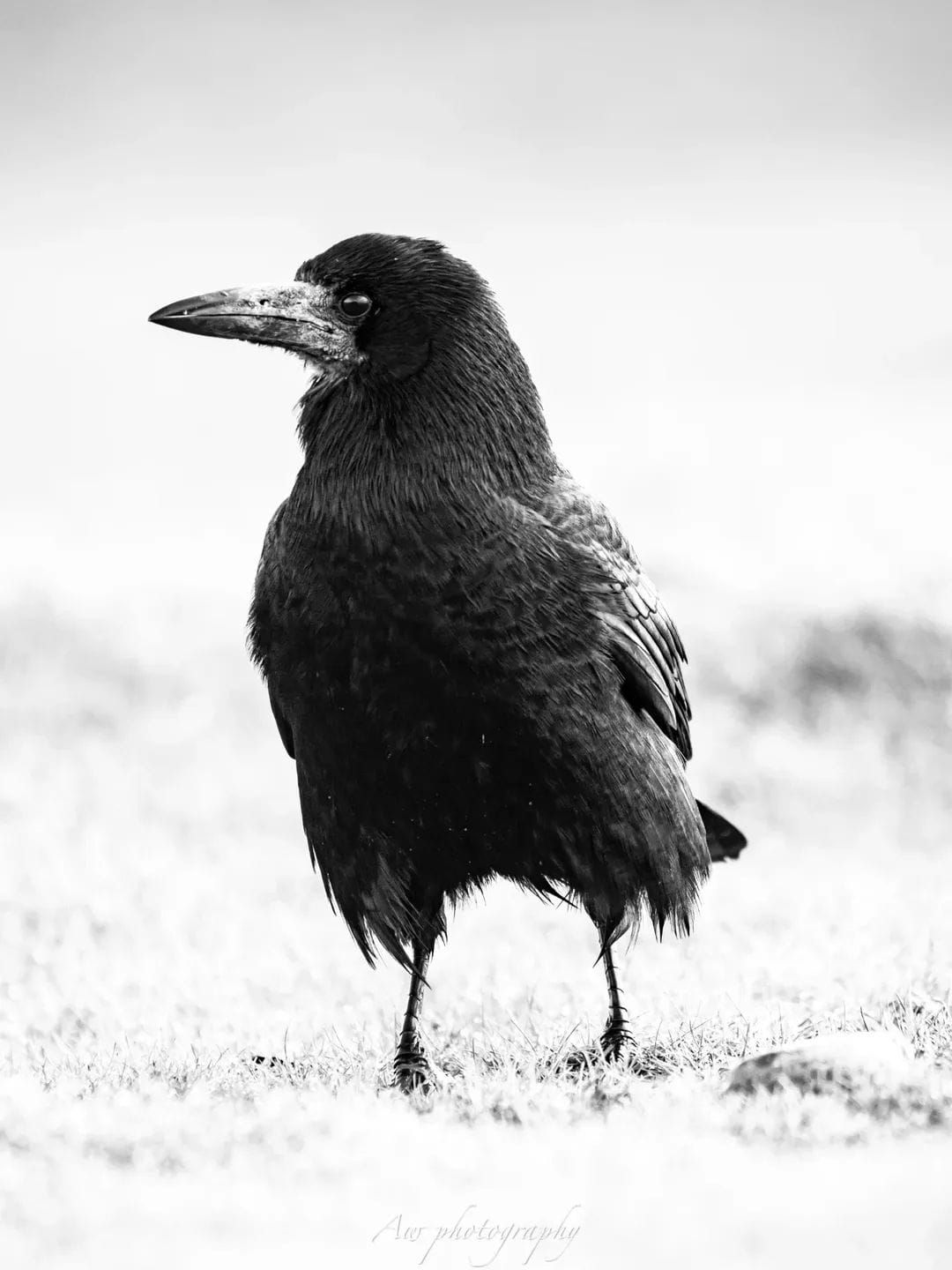 Series of moody black and white photographs showing ravens in profile.