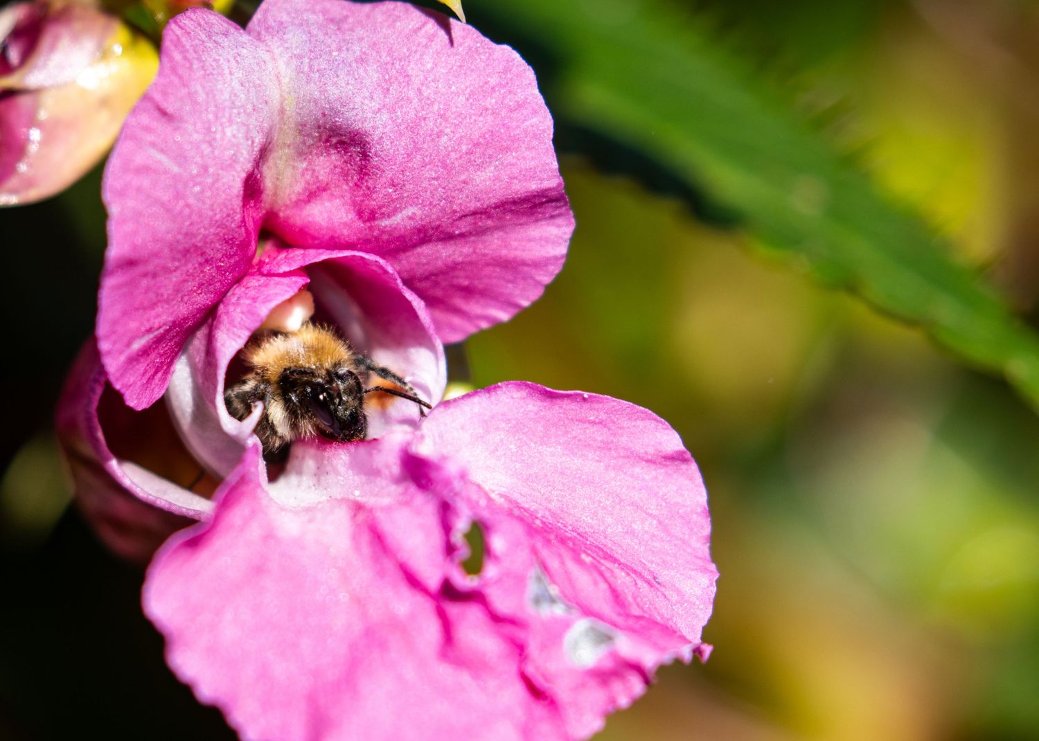 Close-up of vibrant pink flower petals with soft focus background.