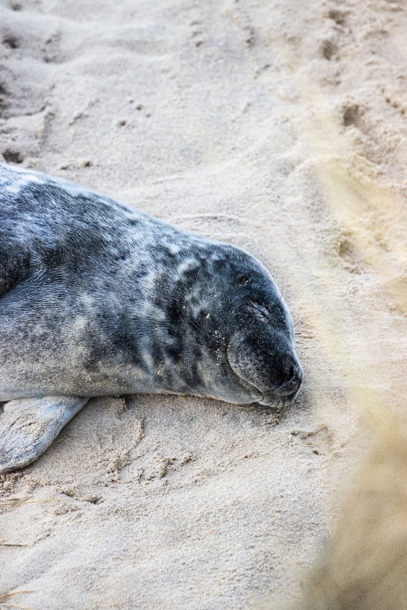 Grey seal lounging on sandy beach showing its spotted coat pattern.