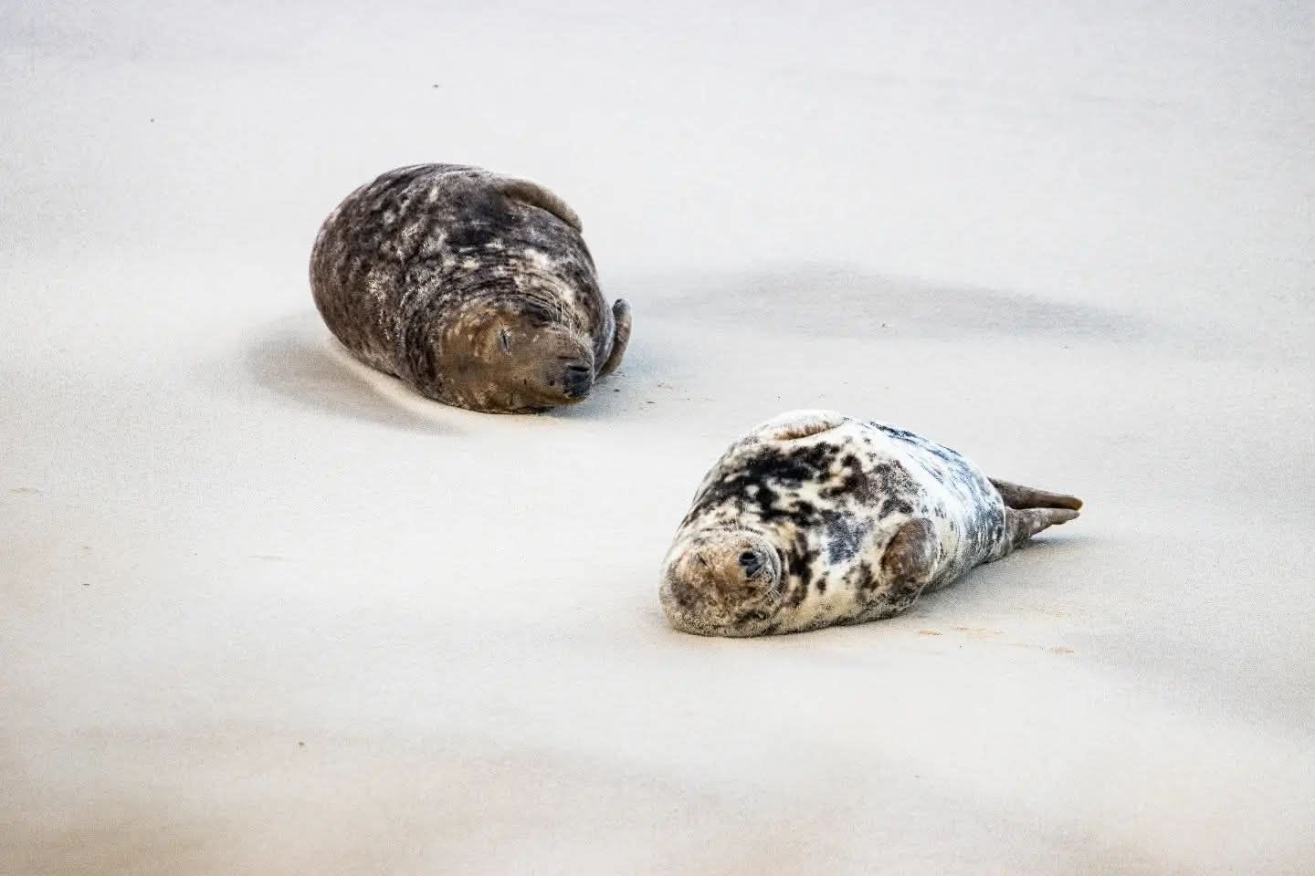 Young seal pup resting in snowy white environment.