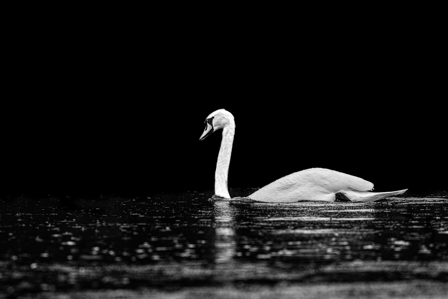 Elegant white swan swimming in dark waters at night.